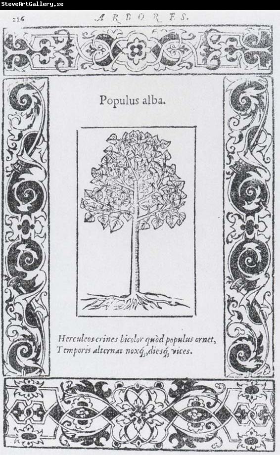 unknow artist Populus alba